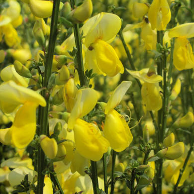 Cytisus 'Luna'