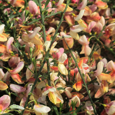 Cytisus 'Zeelandia'