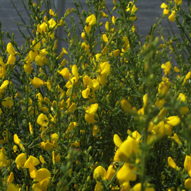 Cytisus scoparius 'Vanesse'