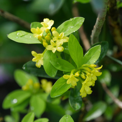 Daphne gemmata 'Royal Crown'