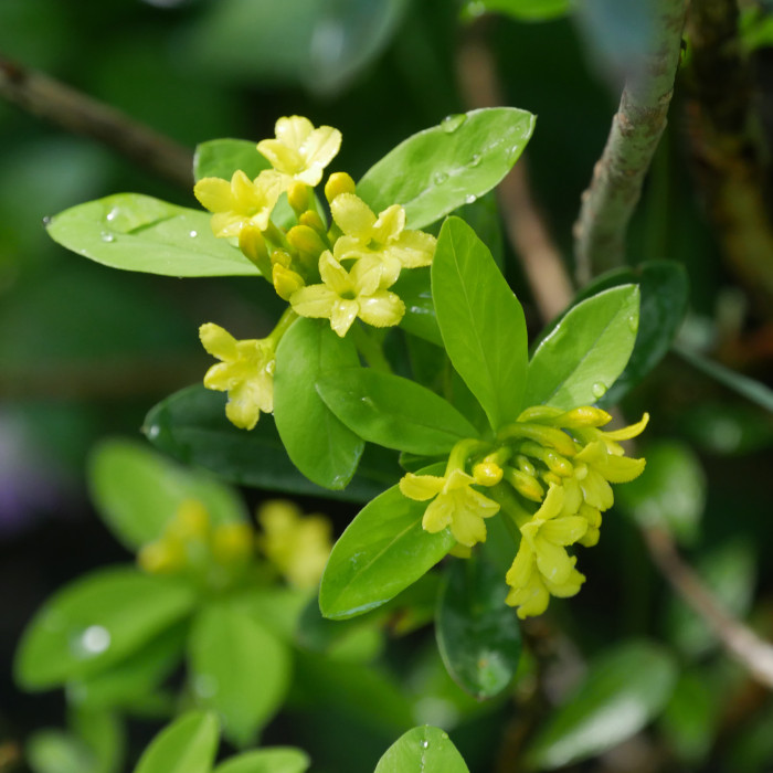Daphne gemmata 'Royal Crown'