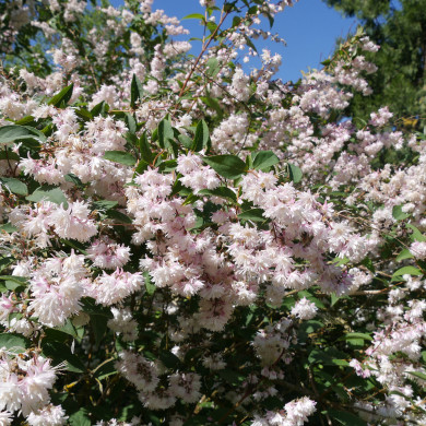 Deutzia scabra 'Codsall Pink'