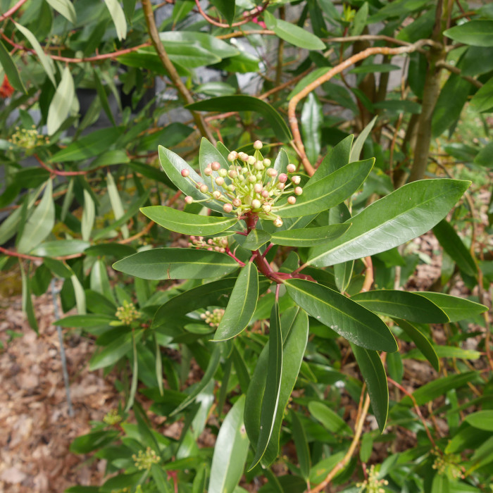 Drimys winteri