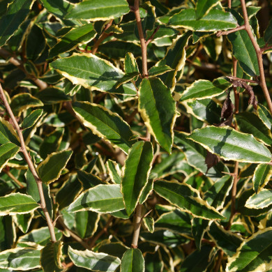 Elaeagnus pungens 'Hosuba-fukurin'