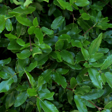 Eucryphia x intermedia 'Rostrevor'