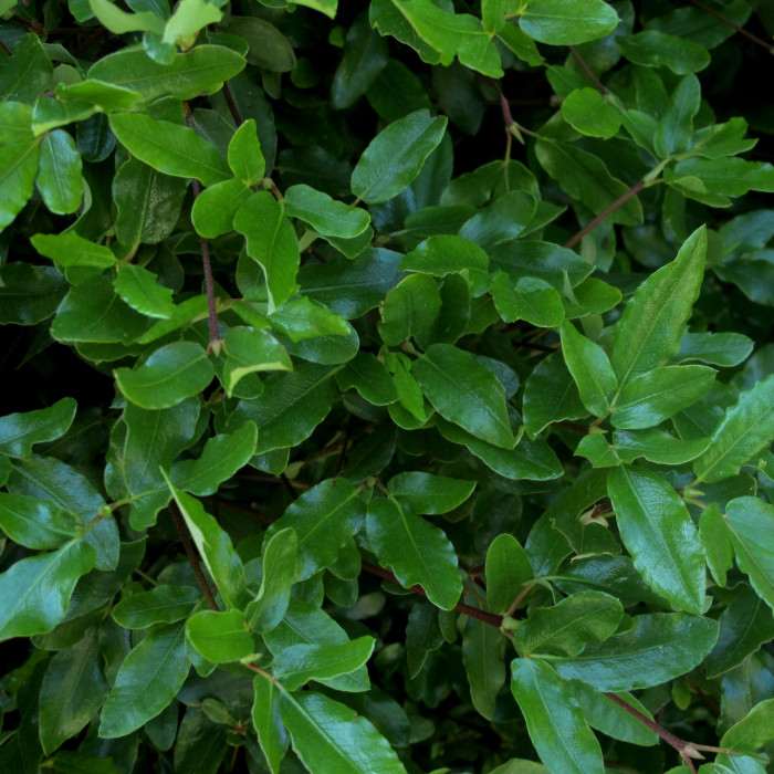 Eucryphia x intermedia 'Rostrevor'