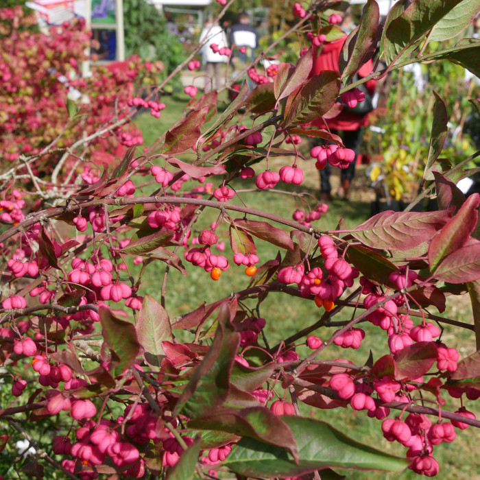 Euonymus europaeus 'Red Cascade'