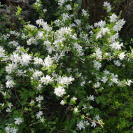 Exochorda x macrantha 'Bailmoon' LOTUS MOON® (FIRST EDITIONS® series )