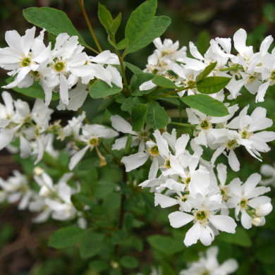 Exochorda x macrantha 'Bailmoon' LOTUS MOON® (FIRST EDITIONS® series )