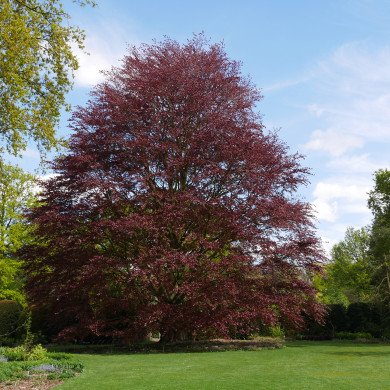 Fagus sylvatica 'Atropunicea'