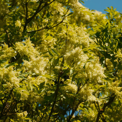 Fraxinus ornus 'Arie Peters'