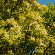 Fraxinus ornus 'Arie Peters'