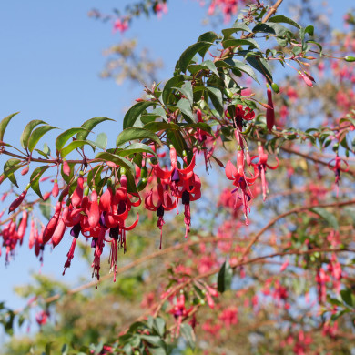 Fuchsia regia subsp.reitzii