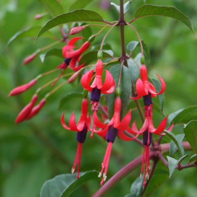 Fuchsia regia subsp.reitzii