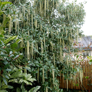 Garrya elliptica 'James Roof'