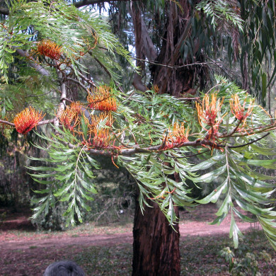 Grevillea robusta