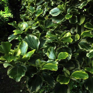 Griselinia littoralis 'Variegata'