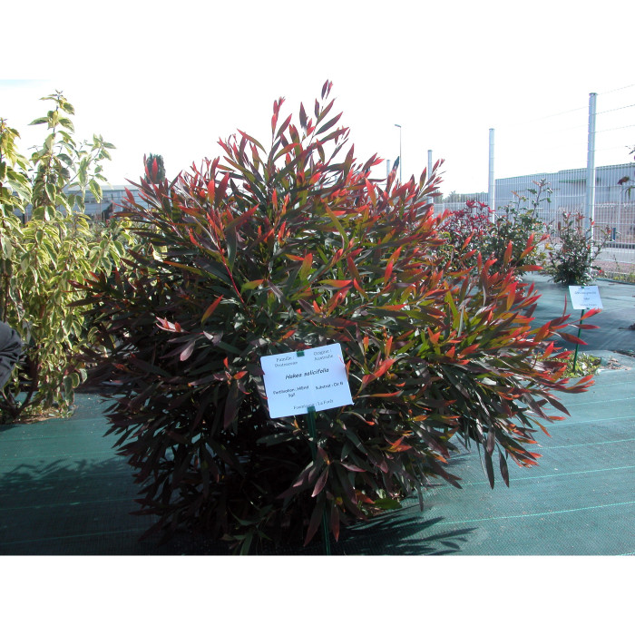 Hakea salicifolia