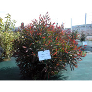 Hakea salicifolia