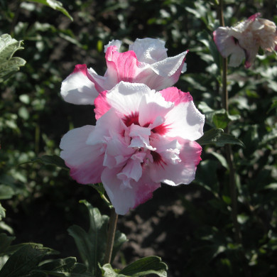 Hibiscus syriacus 'Salima'