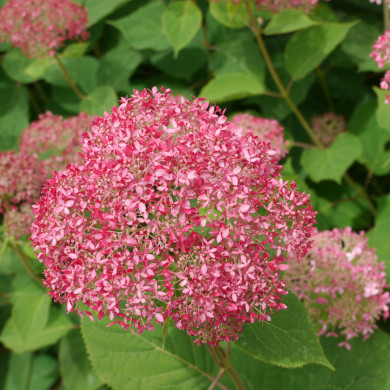 Hydrangea arborescens Invincibelle® ncha1 c.o.v.