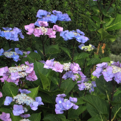 Hydrangea macrophylla 'Zorro' c.o.v