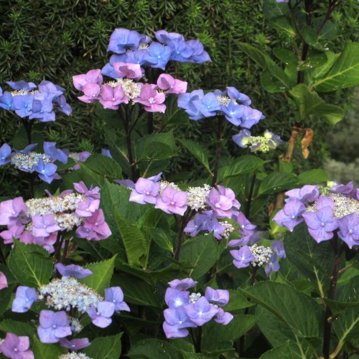 Hydrangea macrophylla 'Zorro' c.o.v