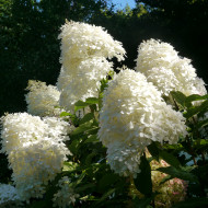 Hydrangea paniculata 'Phantom'