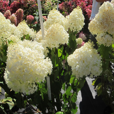 Hydrangea paniculata Silver Dollar