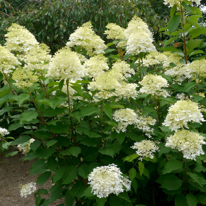 Hydrangea paniculata 'Phantom'