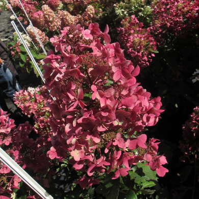 Hydrangea paniculata Wim's Red®