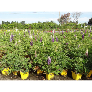 Lupinus 'Le Gentilhomme'