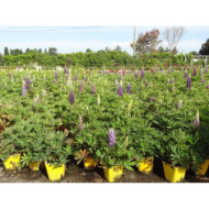 Lupinus 'Le Gentilhomme'