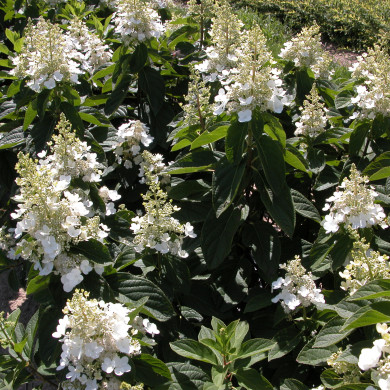 Hydrangea paniculata 'Tardiva'