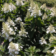 Hydrangea paniculata 'Tardiva'