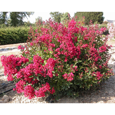 Lagerstroemia indica 'Red Imperator'