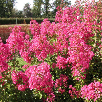 Lagerstroemia indica Yang Tse 'Desyan'