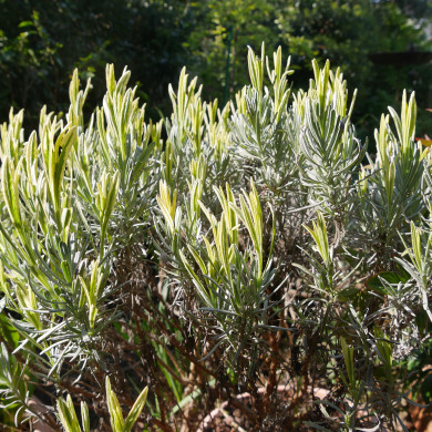 Lavandula angustifolia 'Platinum Blonde' momparler