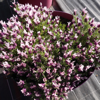 Lavandula stoechas Magical ® Posy Pink 'Kolmapopi'