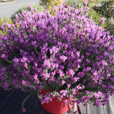 Lavandula stoechas The Princess®