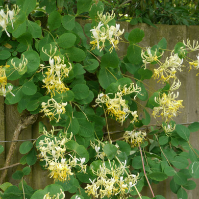 Lonicera etrusca