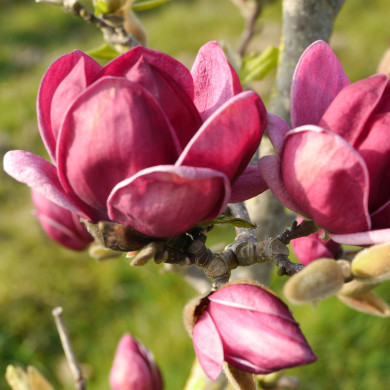 Magnolia 'Genie'