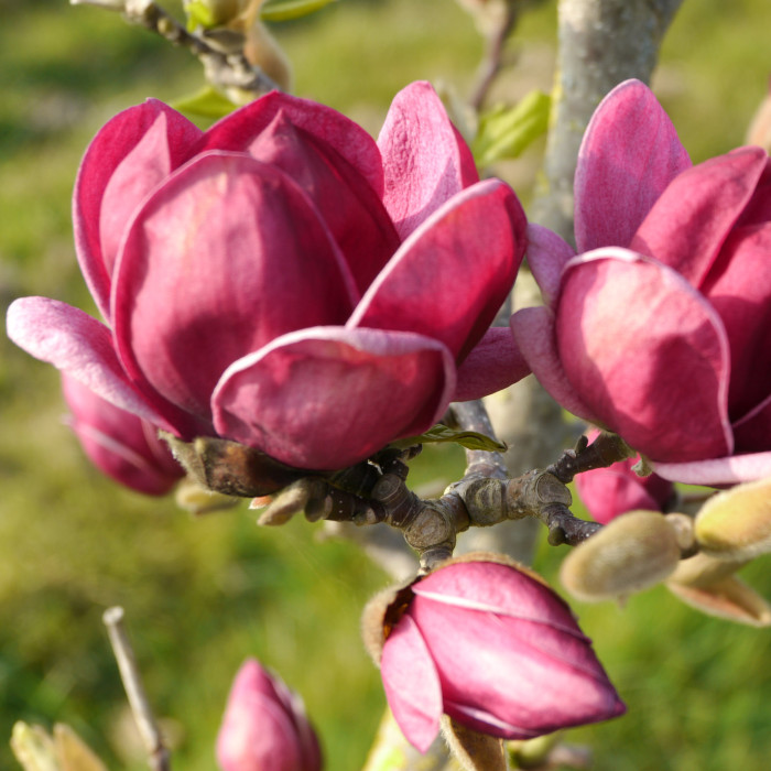 Magnolia 'Genie'