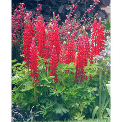 Lupinus 'My Castle'