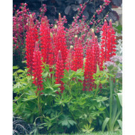 Lupinus 'My Castle'
