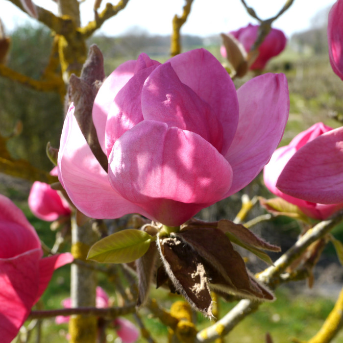 Magnolia Felix jury® 'Jurmag2'