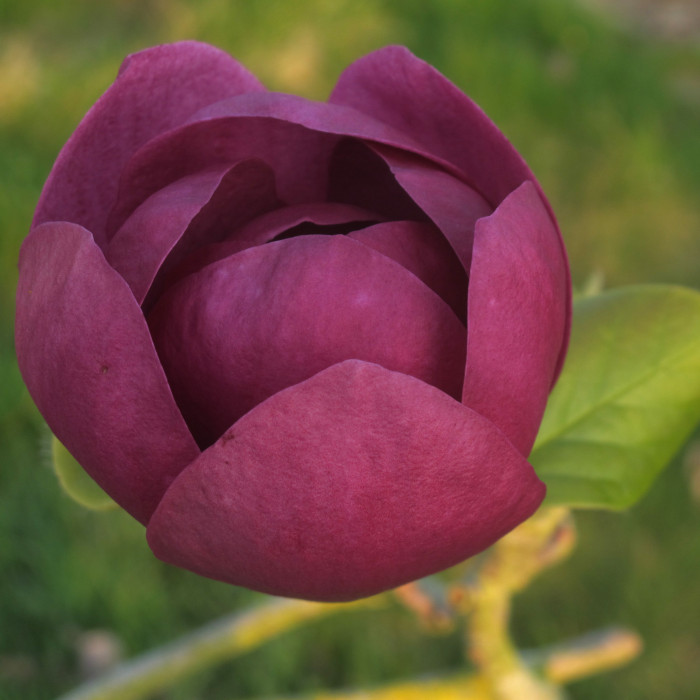 Magnolia Black Tulip® 'Jurmag1'