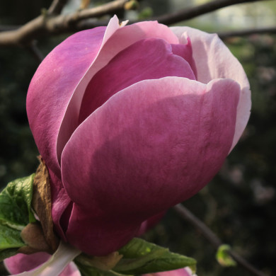 Magnolia X soulangeana Rustica Rubra