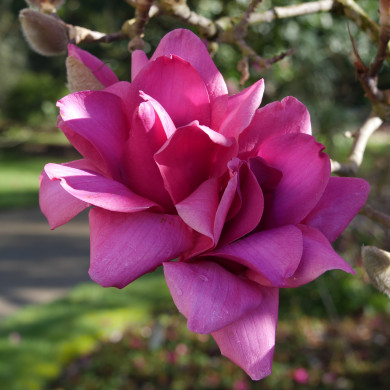 Magnolia Vulcan