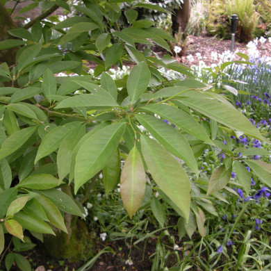 Magnolia salicifolia